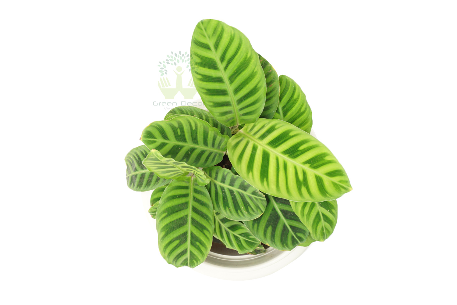 Buy Zebra Plant Top View, White Pots and Seeds in Delhi NCR by the best online nursery shop Greendecor.