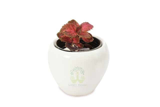 Buy Coleus Plant Front View , White Pots and Seeds in Delhi NCR by the best online nursery shop Greendecor.