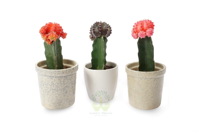 Buy Grafted Cactus Plant Front View, White Pots and Seeds in Delhi NCR by the best online nursery shop Greendecor.
