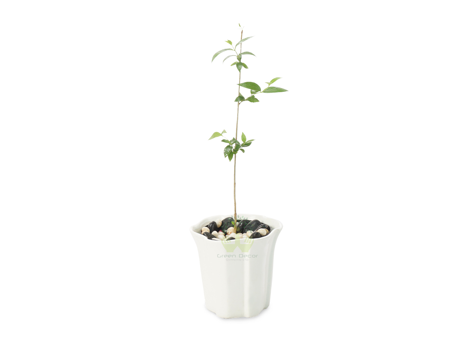 Buy Harshringar Plants Front View , White Pots and seeds in Delhi NCR by the best online nursery shop Greendecor.