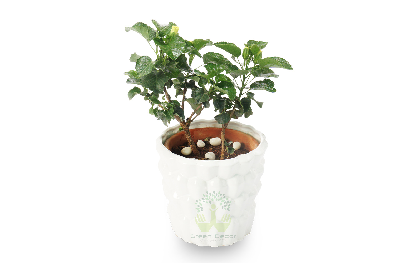 Buy Hibiscus Plants Front View , White Pots and seeds in Delhi NCR by the best online nursery shop Greendecor.