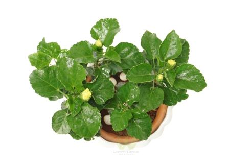 Buy Hibiscus Plants Top View , White Pots and seeds in Delhi NCR by the best online nursery shop Greendecor.