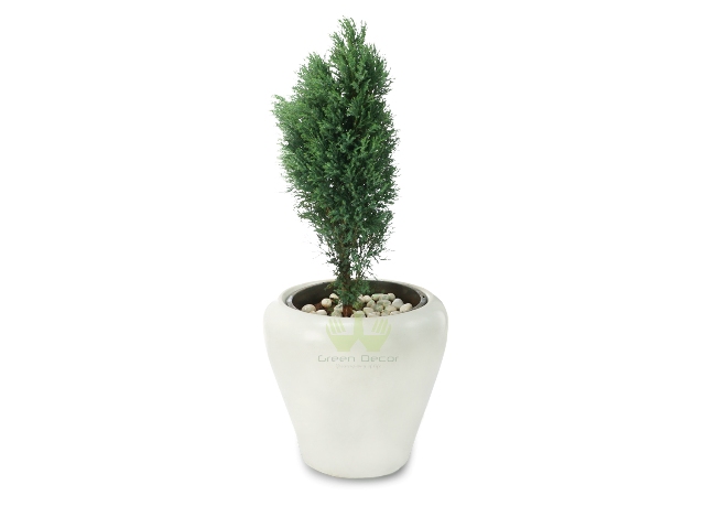 Buy Juniper Green Plant Front View, White Pots and Seeds in Delhi NCR by the best online nursery shop Greendecor.