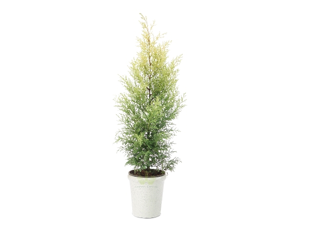 Buy Juniper Plant Front View , White Pots and Seeds in Delhi NCR by the best online nursery shop Greendecor.