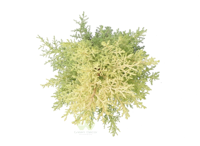 Buy Juniper Plant Top View , White Pots and Seeds in Delhi NCR by the best online nursery shop Greendecor.
