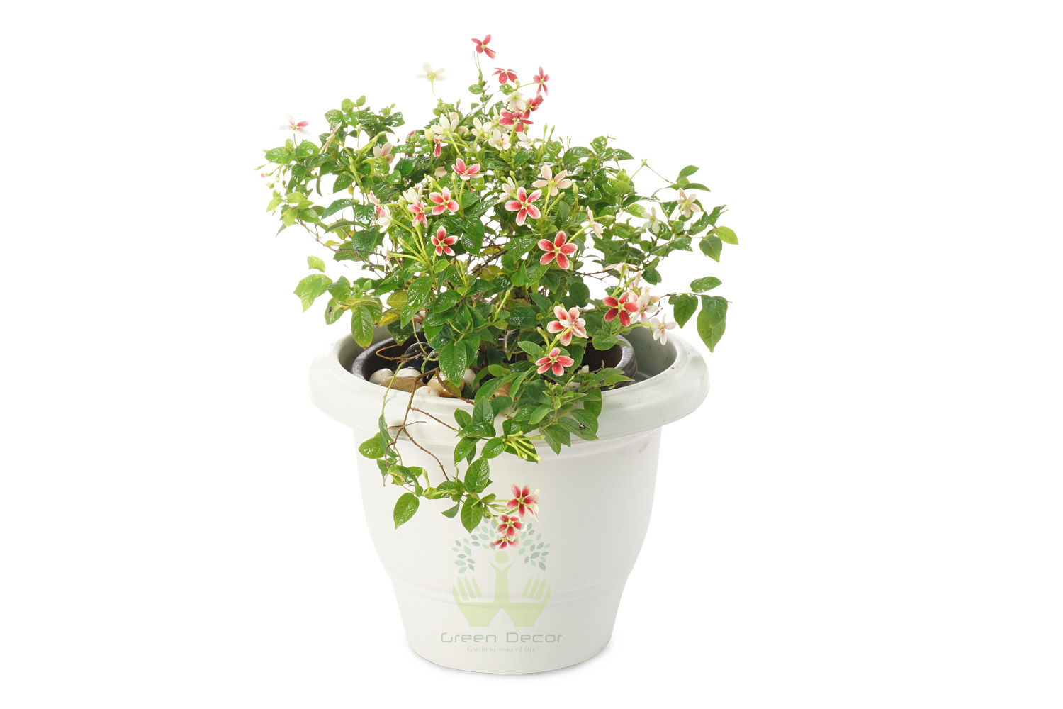 Buy Madhumalti Plants Front View , White Pots and seeds in Delhi NCR by the best online nursery shop Greendecor.