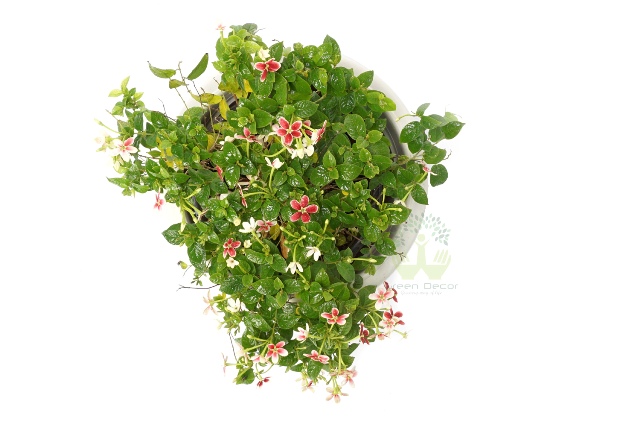 Buy Madhumalti Plants Top VIew , White Pots and seeds in Delhi NCR by the best online nursery shop Greendecor.