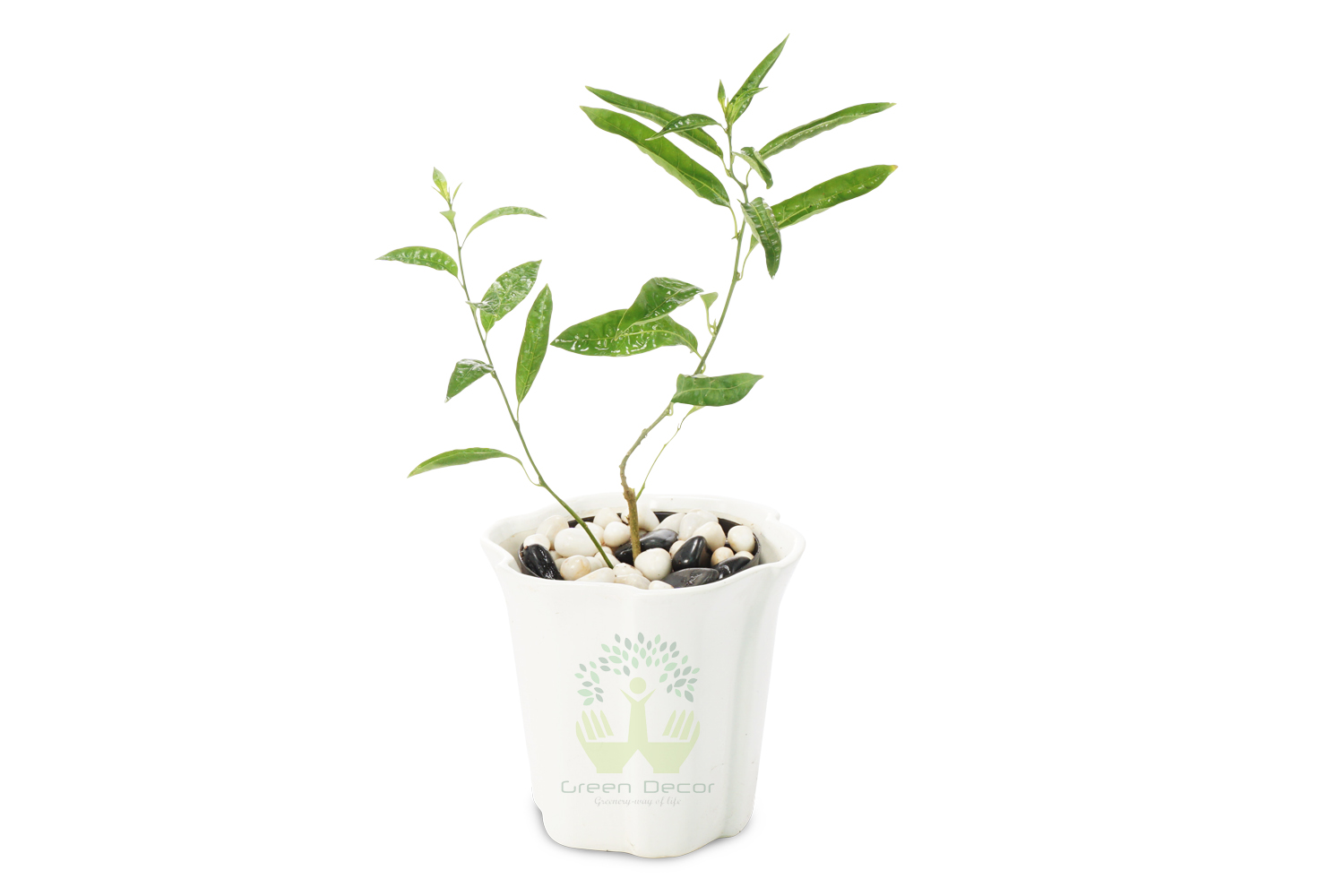 Buy Raat ki Rani Plants Front View , White Pots and seeds in Delhi NCR by the best online nursery shop Greendecor.