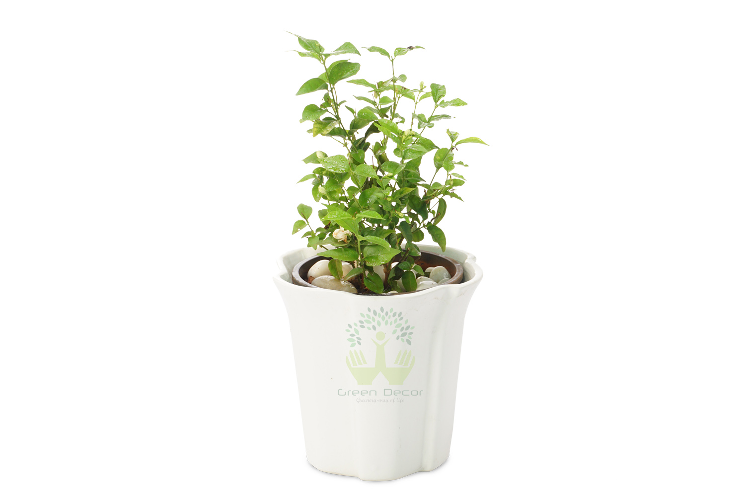 Buy Mogra Plants Front View , White Pots and seeds in Delhi NCR by the best online nursery shop Greendecor.