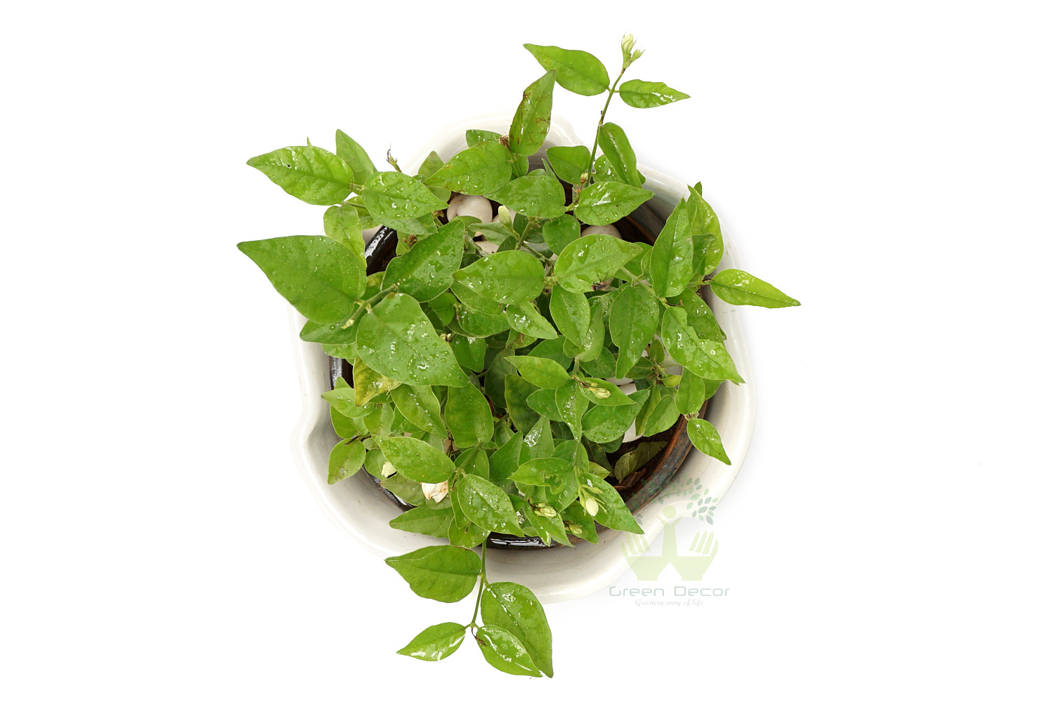 Buy Mogra Plants Top View , White Pots and seeds in Delhi NCR by the best online nursery shop Greendecor.