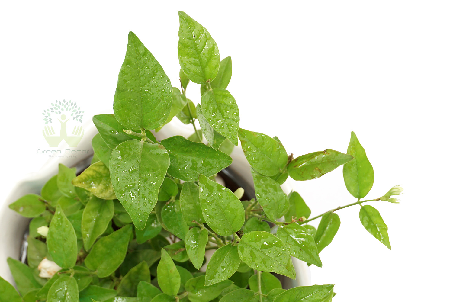 Buy Mogra Plants Leaves View , White Pots and seeds in Delhi NCR by the best online nursery shop Greendecor.