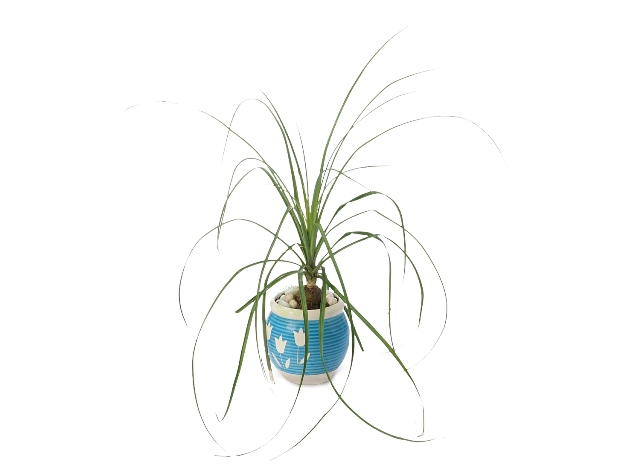 Buy Ponytail Plant Front View, White Pots and Seeds in Delhi NCR by the best online nursery shop Greendecor.