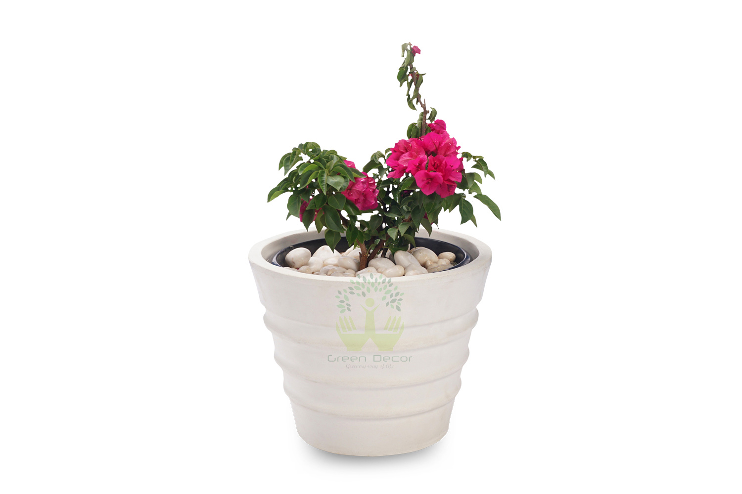 Buy Bougainvillea Plants , White Pots and seeds in Delhi NCR by the best online nursery shop Greendecor.