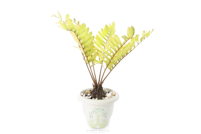 Buy Zamia Palm Plant Front View, White Pots and Seeds in Delhi NCR by the best online nursery shop Greendecor.