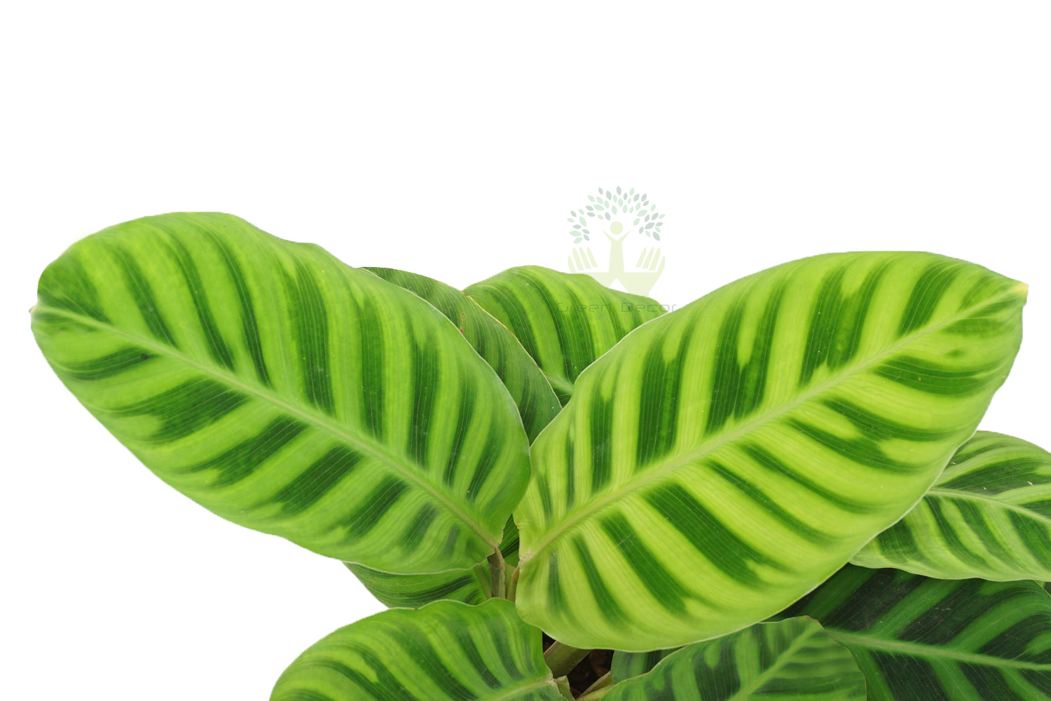 Buy Zebra Plant Leaves View, White Pots and Seeds in Delhi NCR by the best online nursery shop Greendecor.