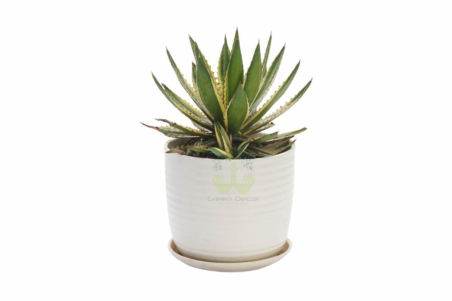 Buy Agave Lophantha Plants Front View , White Pots and seeds in Delhi NCR by the best online nursery shop Greendecor.