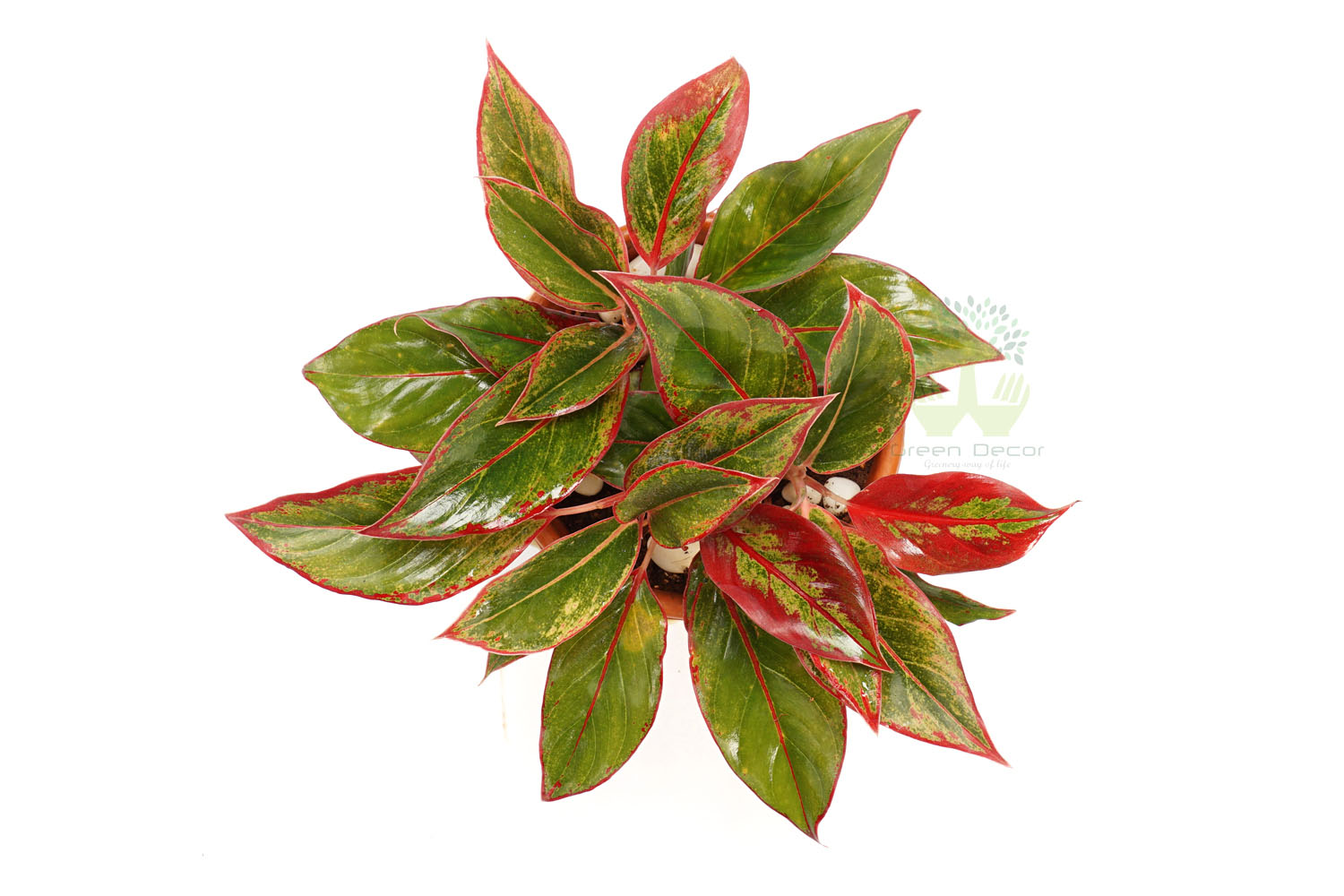 Buy Aglonema Red Plants , White Pots and seeds in Delhi NCR by the best online nursery shop Greendecor.