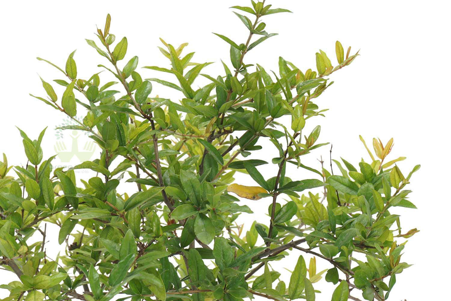 Buy Dwarf Pomegranate Plant Leaves View in Delhi NCR by the best online nursery shop Greendecor.