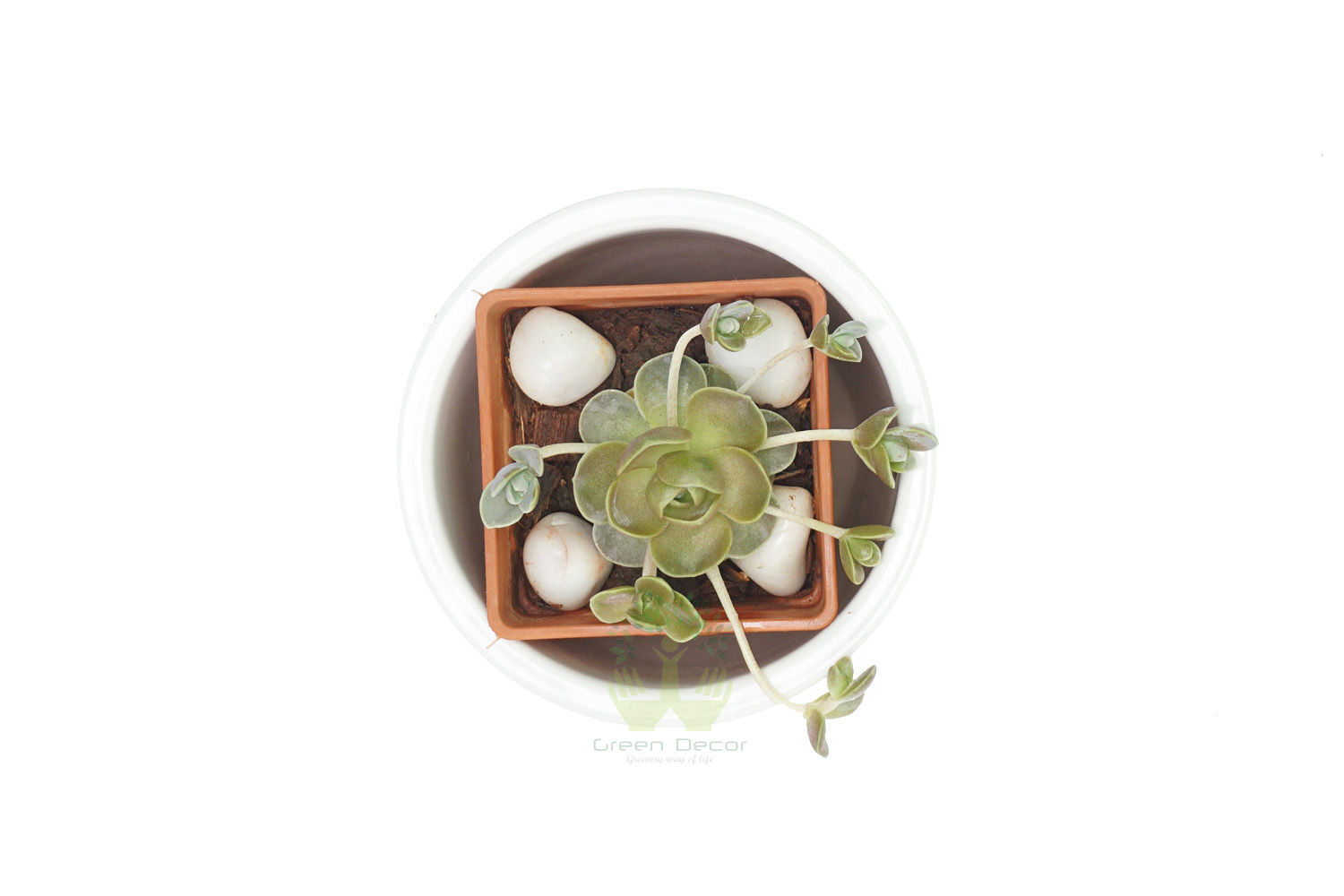 Buy Echeveria Imbricata Plant Top View by the best online nursery shop Greendecor.