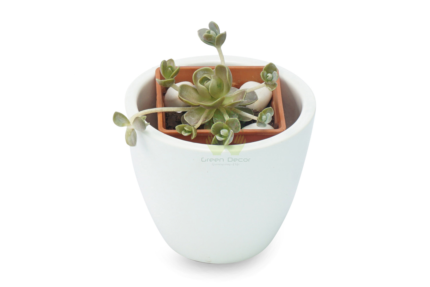 Buy Echeveria Imbricata Plant Front View, White Pots and Seeds in Delhi NCR by the best online nursery shop Greendecor.