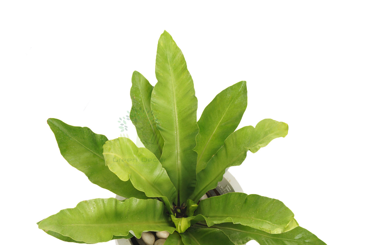Buy Asplenium Nidus Plants , White Pots and seeds in Delhi NCR by the best online nursery shop Greendecor.