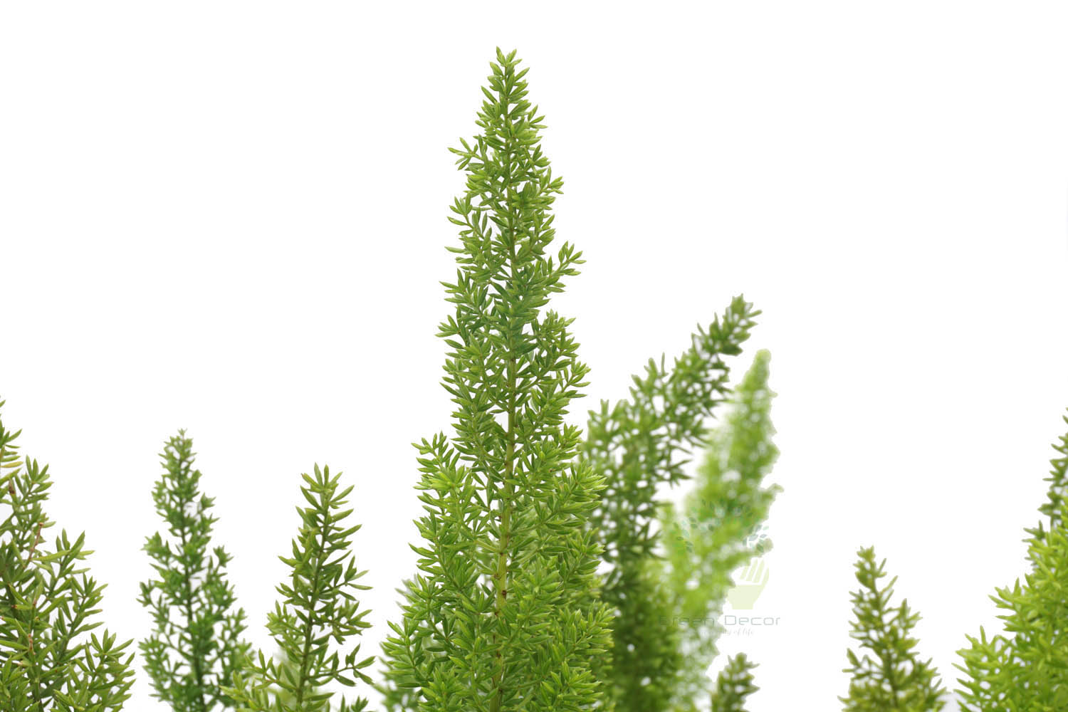 Buy Foxtail Fern Plants , White Pots and seeds in Delhi NCR by the best online nursery shop Greendecor.