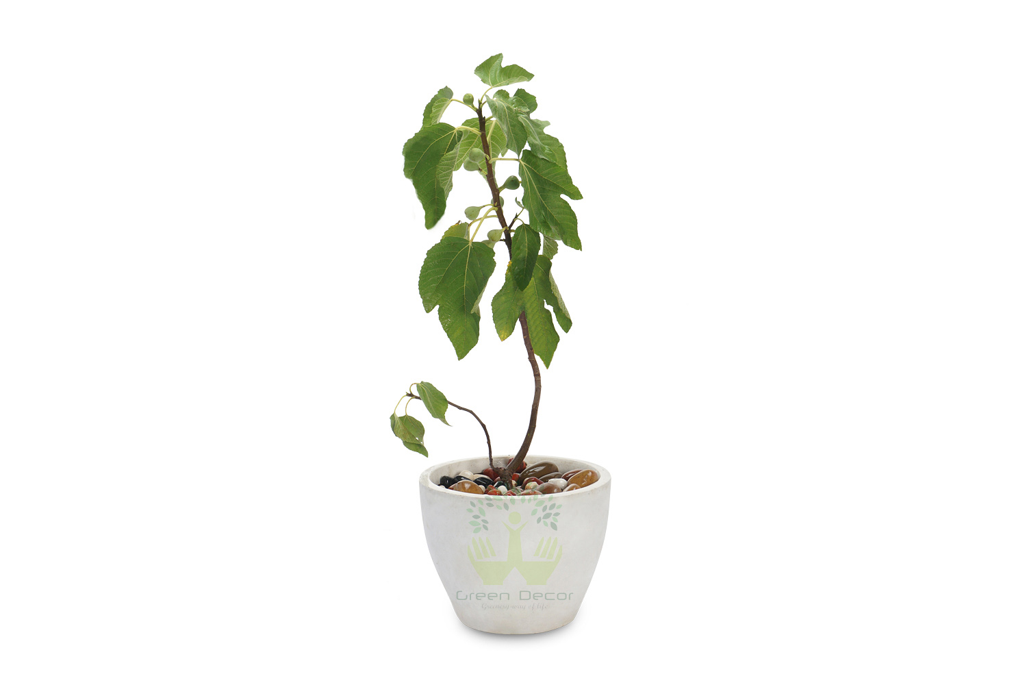 Buy Anjeer Plants , White Pots and seeds in Delhi NCR by the best online nursery shop Greendecor.