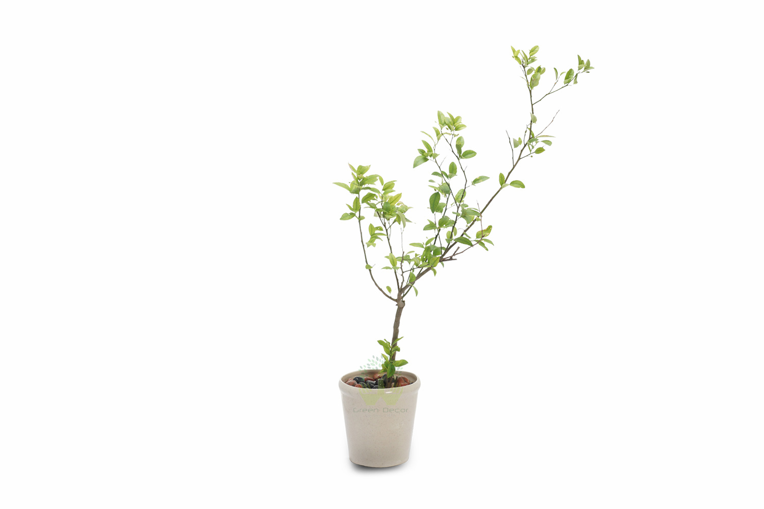 Buy Orange Plants , White Pots and seeds in Delhi NCR by the best online nursery shop Greendecor.