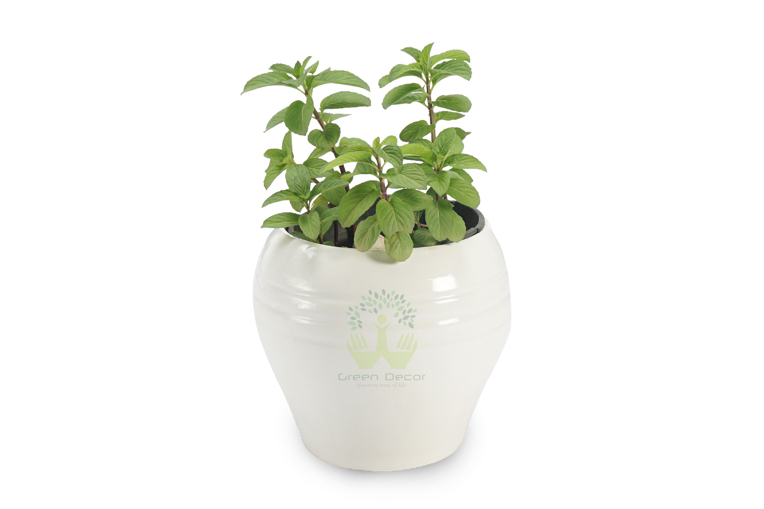 Buy Lemon Balm Plants , White Pots and seeds in Delhi NCR by the best online nursery shop Greendecor.