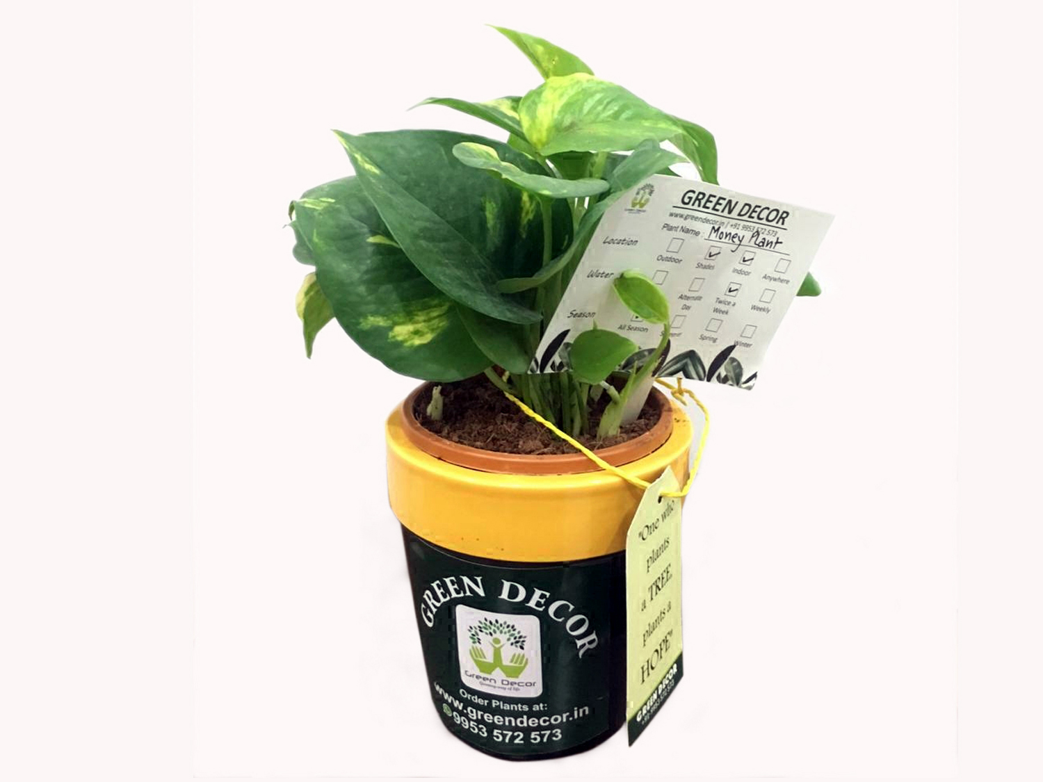 Money Plant with Ceramic Pots by Green Decor