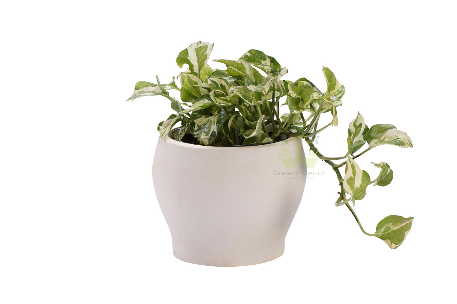 Buy  Money Plants , White Pots and seeds in Delhi NCR by the best online nursery shop Greendecor.