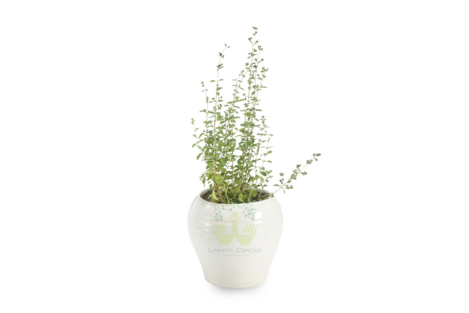 Buy Oregano Plants , White Pots and seeds in Delhi NCR by the best online nursery shop Greendecor.