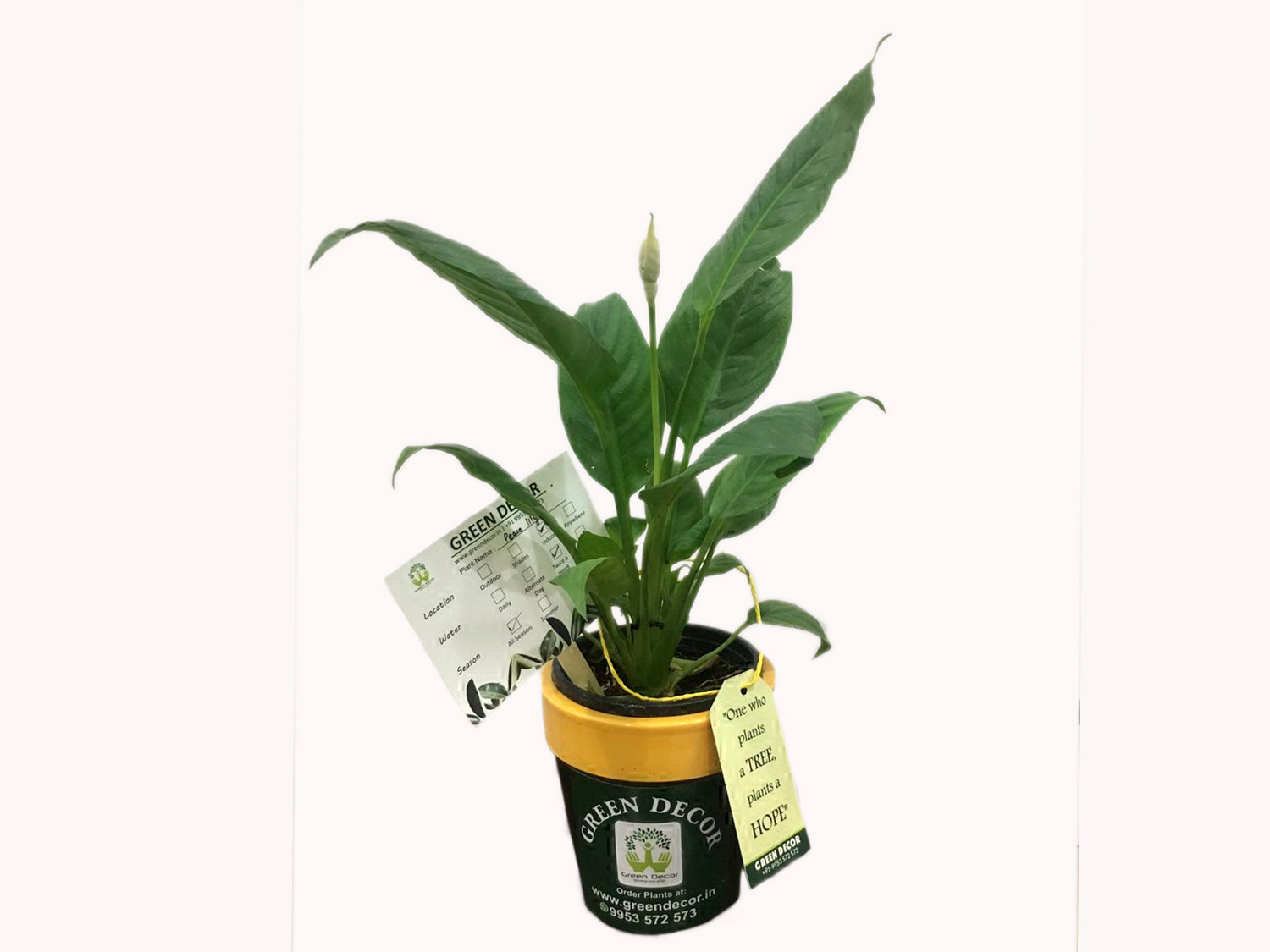 Peace Lily with Ceramic Pot Online