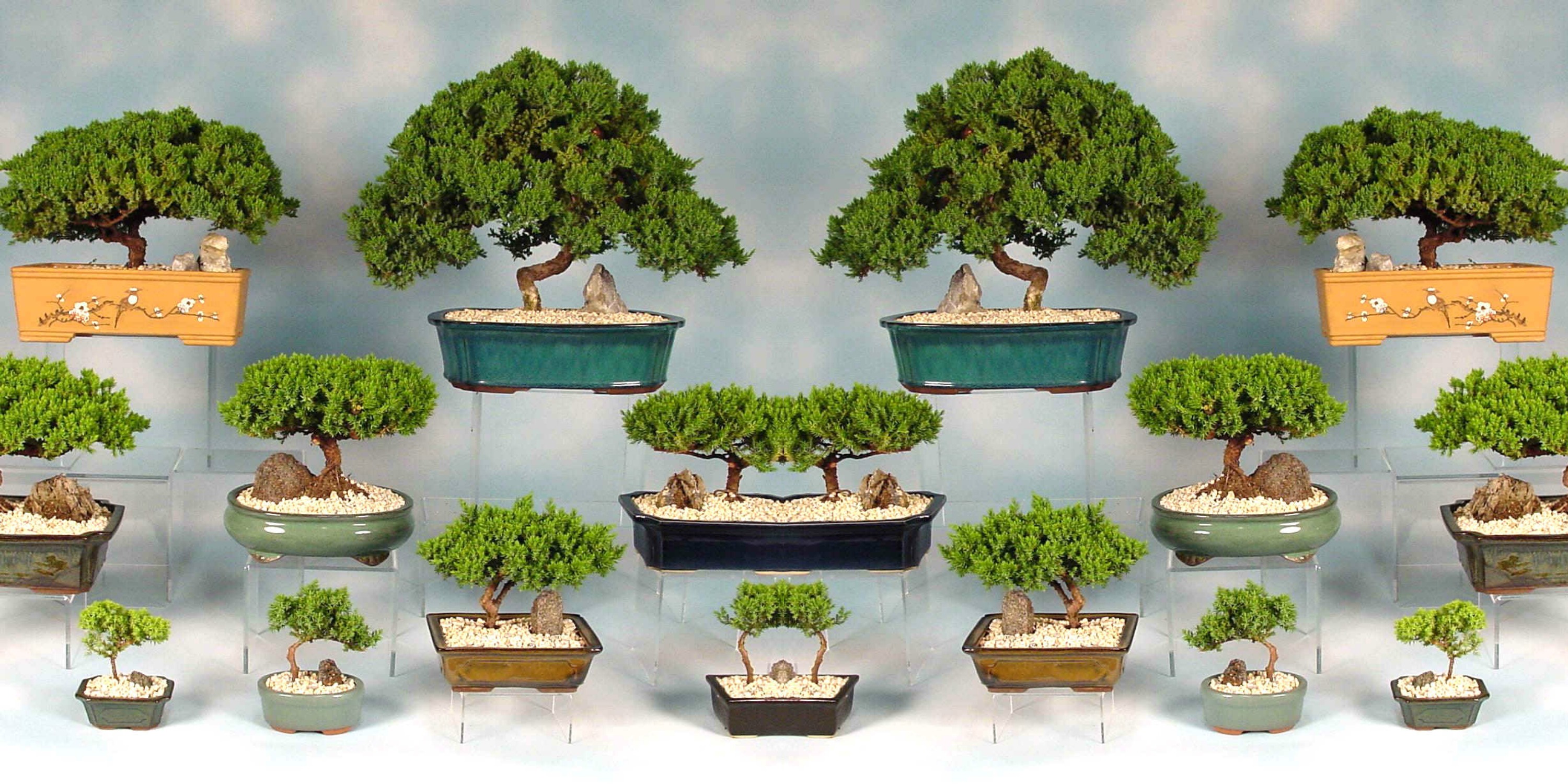 Buy Bonsai Plants , White Pots and seeds in Delhi NCR by the best online nursery shop Greendecor.