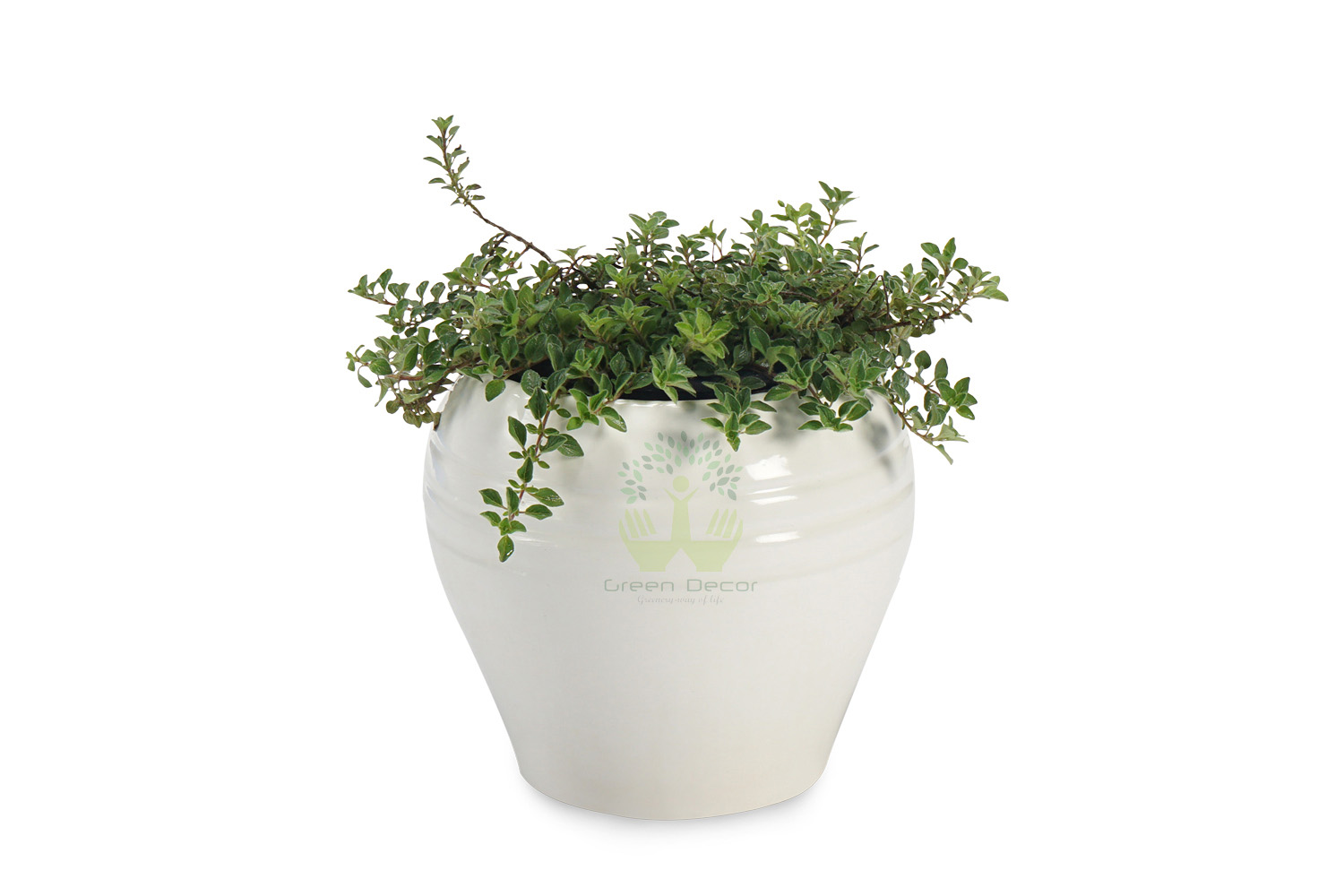 Buy Sage Plants , White Pots and seeds in Delhi NCR by the best online nursery shop Greendecor.