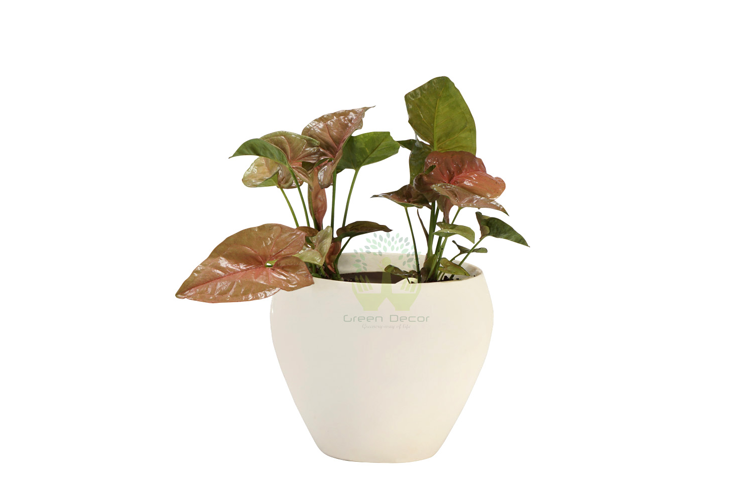 Buy Syngonium Pink Plants , White Pots and seeds in Delhi NCR by the best online nursery shop Greendecor.