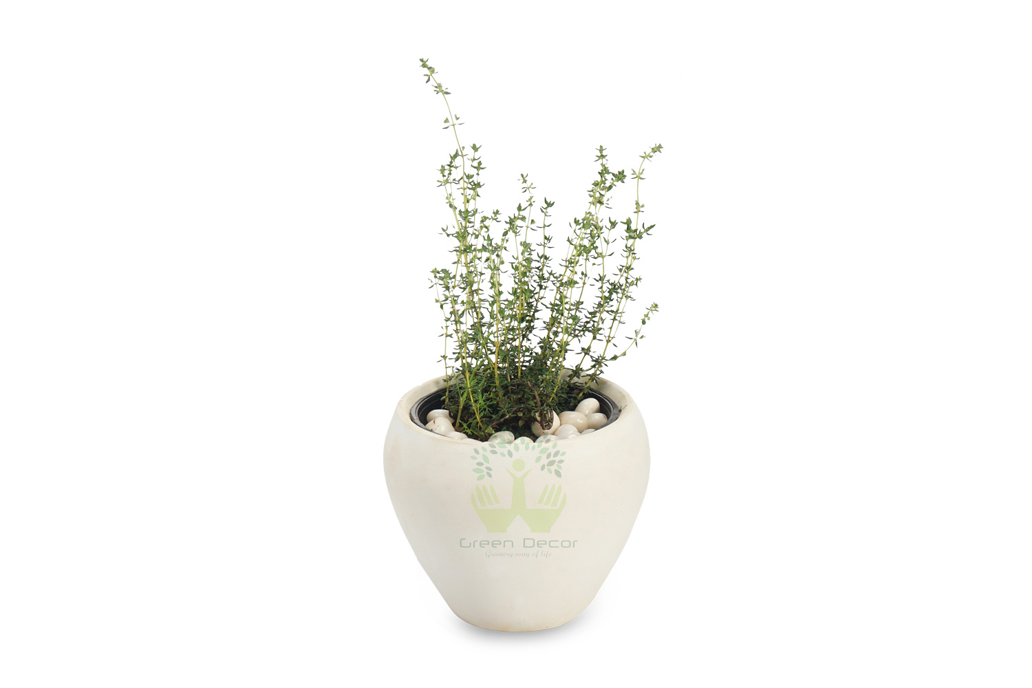 Buy Thyme Plants , White Pots and seeds in Delhi NCR by the best online nursery shop Greendecor.