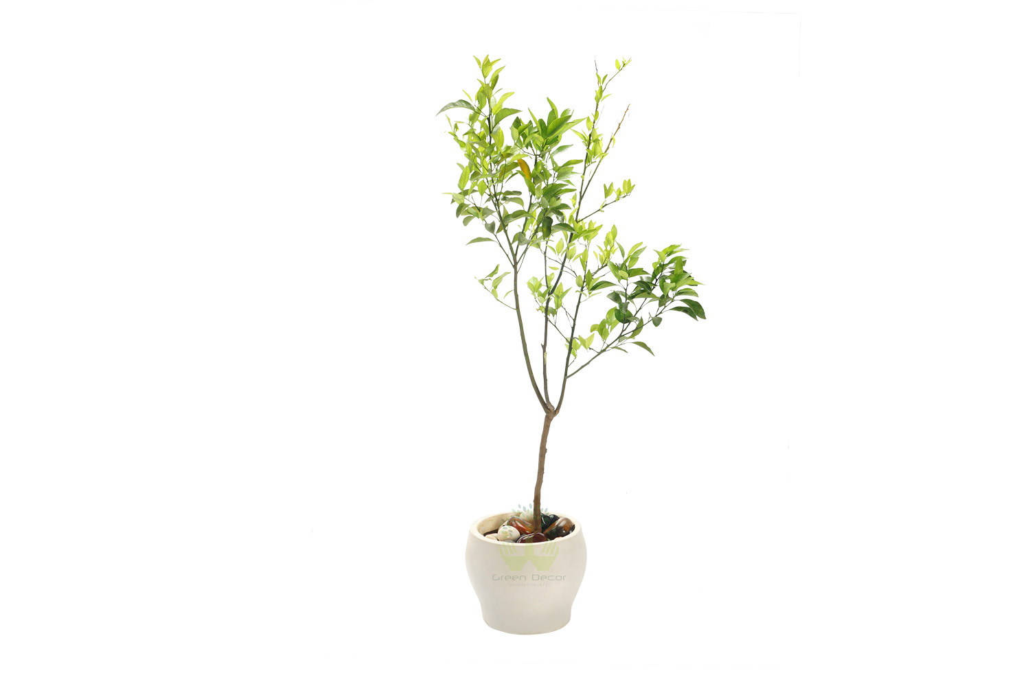 Buy Lemon Plants Front View , White Pots and seeds in Delhi NCR by the best online nursery shop Greendecor.
