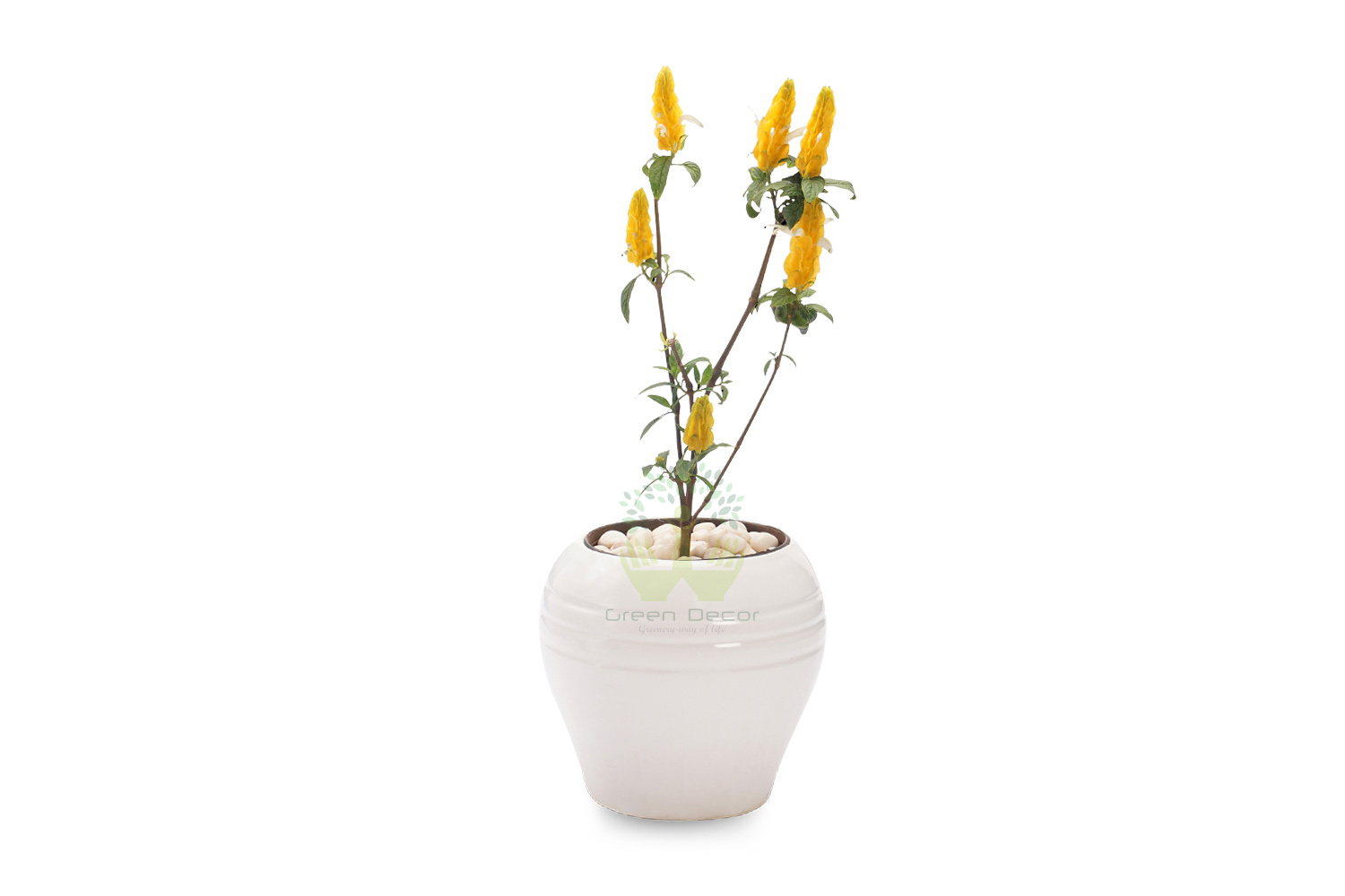 Buy Yellow Shrimp Plant Front View, White Pots and Seeds in Delhi NCR by the best online nursery shop Greendecor.