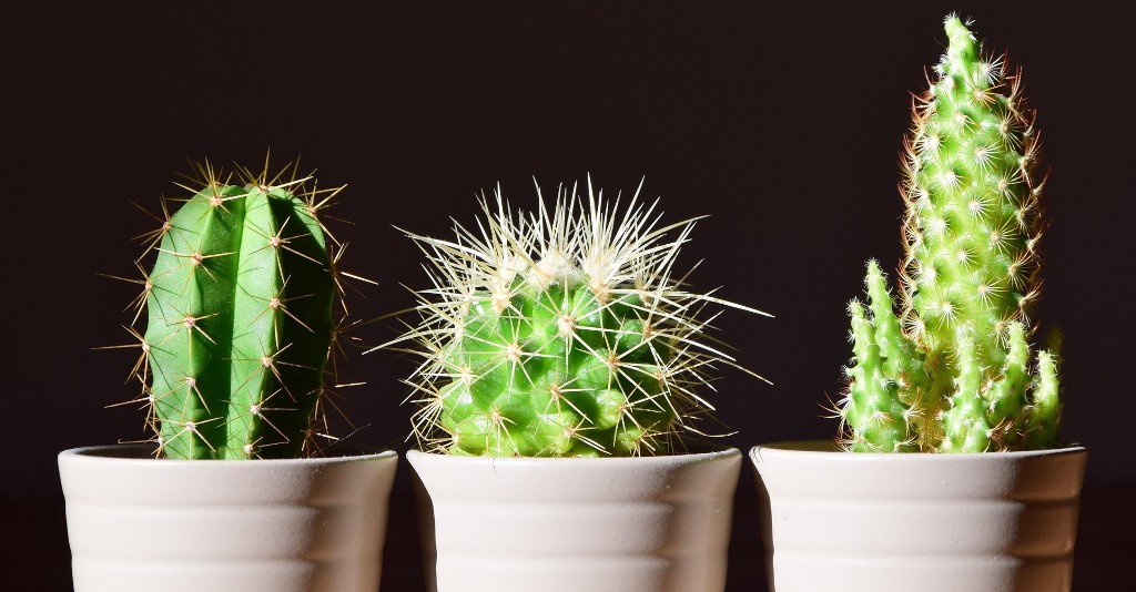 Buy Cactus Plants , White Pots and seeds in Delhi NCR by the best online nursery shop Greendecor.