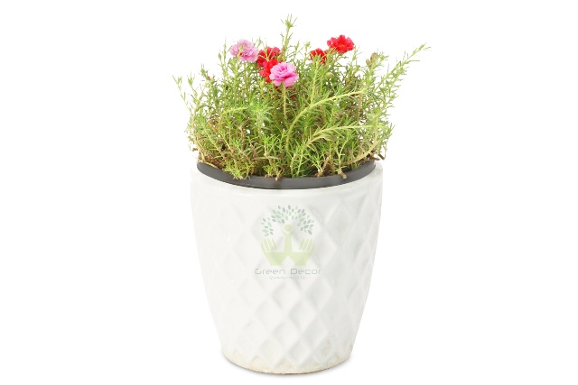 Buy Moss Rose Plant Front View, White Pots and Seeds in Delhi NCR by the best online nursery shop Greendecor.