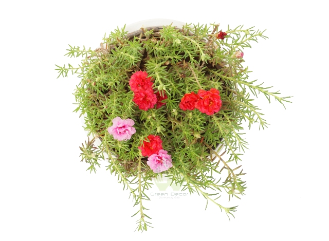 Buy Moss Rose Plant Top View, White Pots and Seeds in Delhi NCR by the best online nursery shop Greendecor.