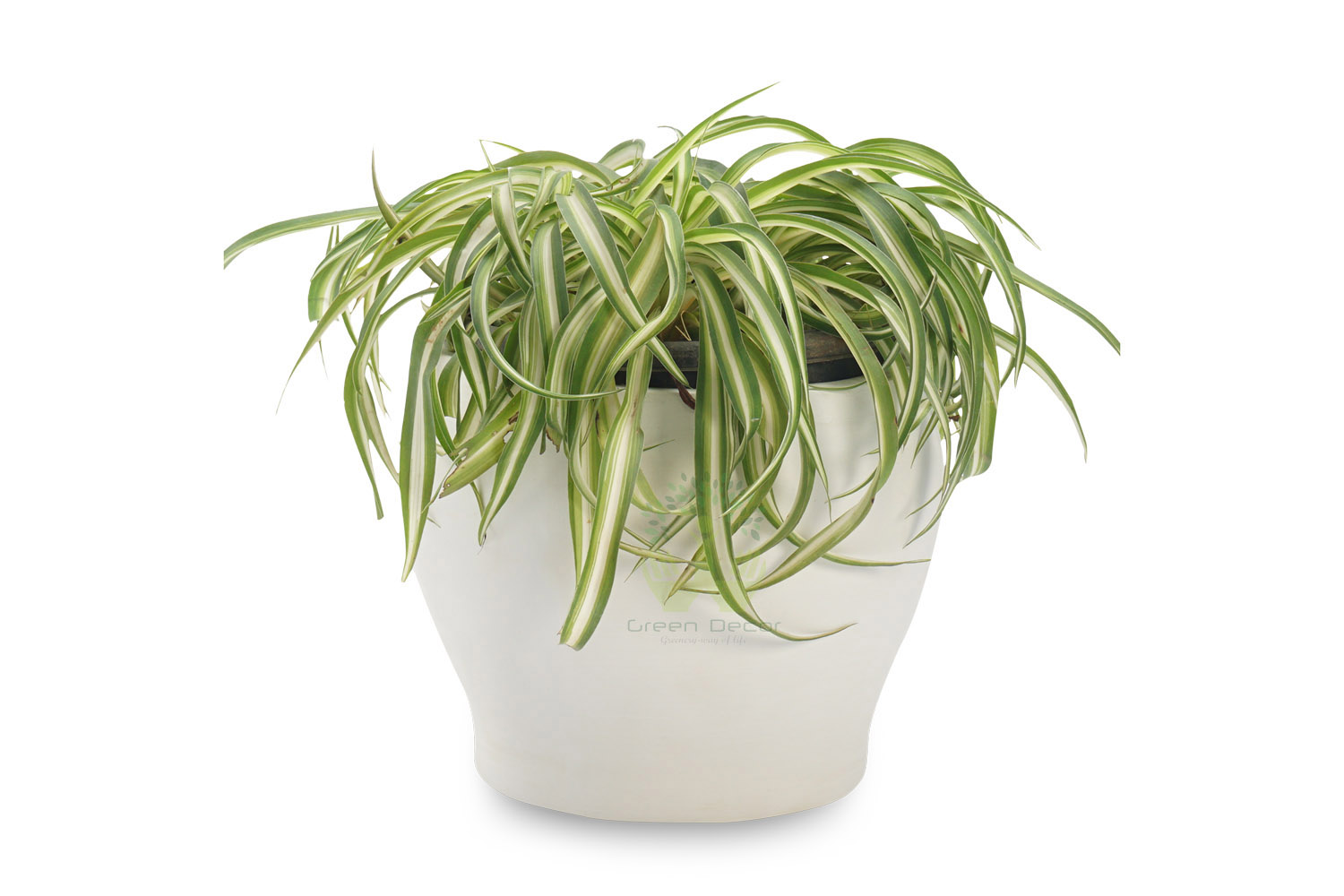 Buy Spider Plants , White Pots and seeds in Delhi NCR by the best online nursery shop Greendecor.