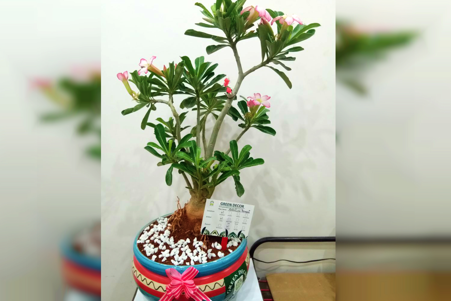 Buy Adenium Obesum Plants , White Pots and seeds in Delhi NCR by the best online nursery shop Greendecor.