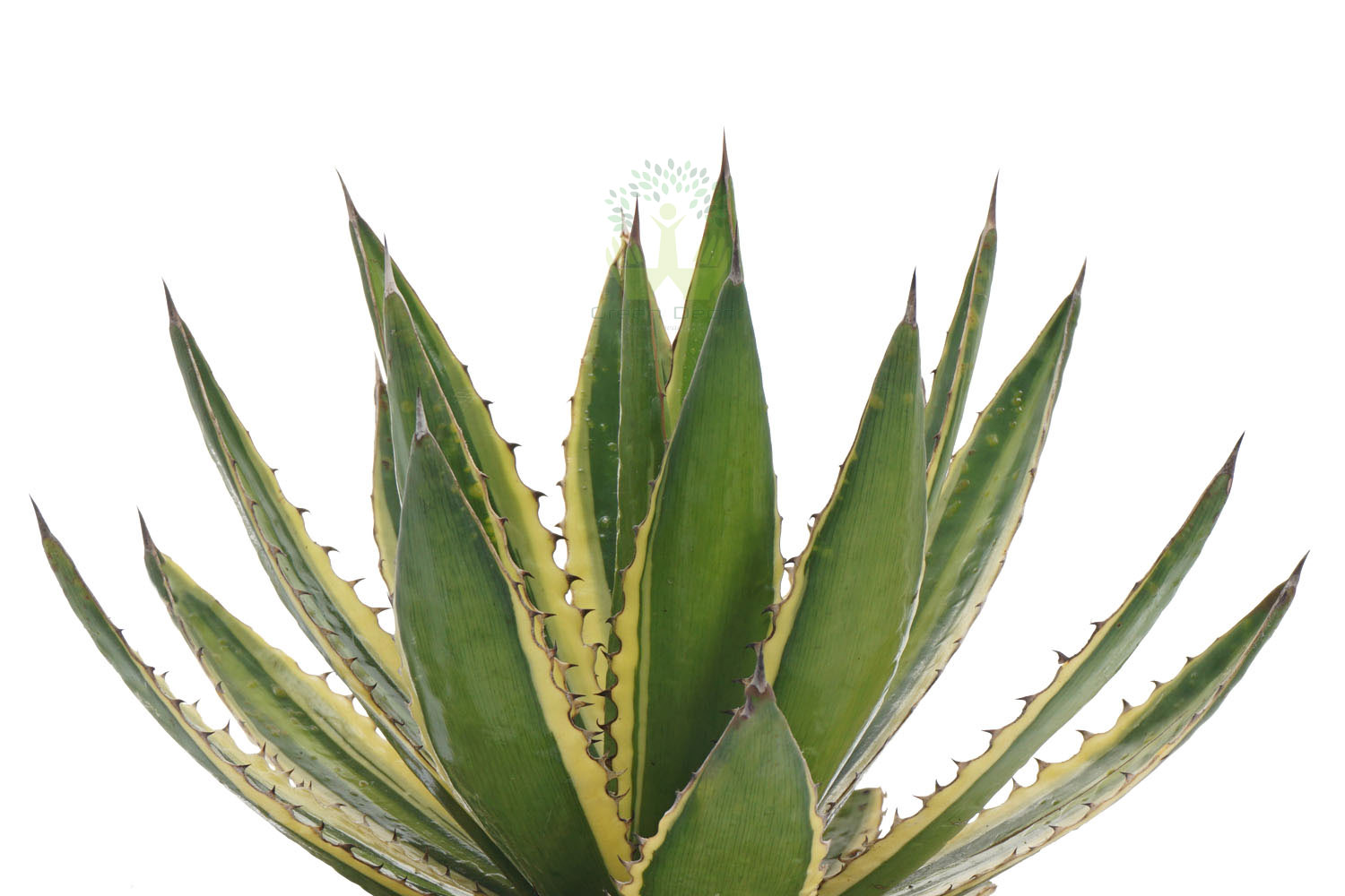 Buy Agave Lophantha Plants Leaves View , White Pots and seeds in Delhi NCR by the best online nursery shop Greendecor.