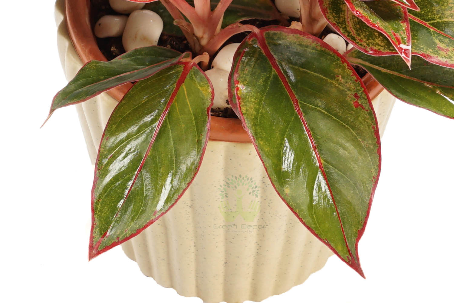 Buy Aglonema Red Plants , White Pots and seeds in Delhi NCR by the best online nursery shop Greendecor.