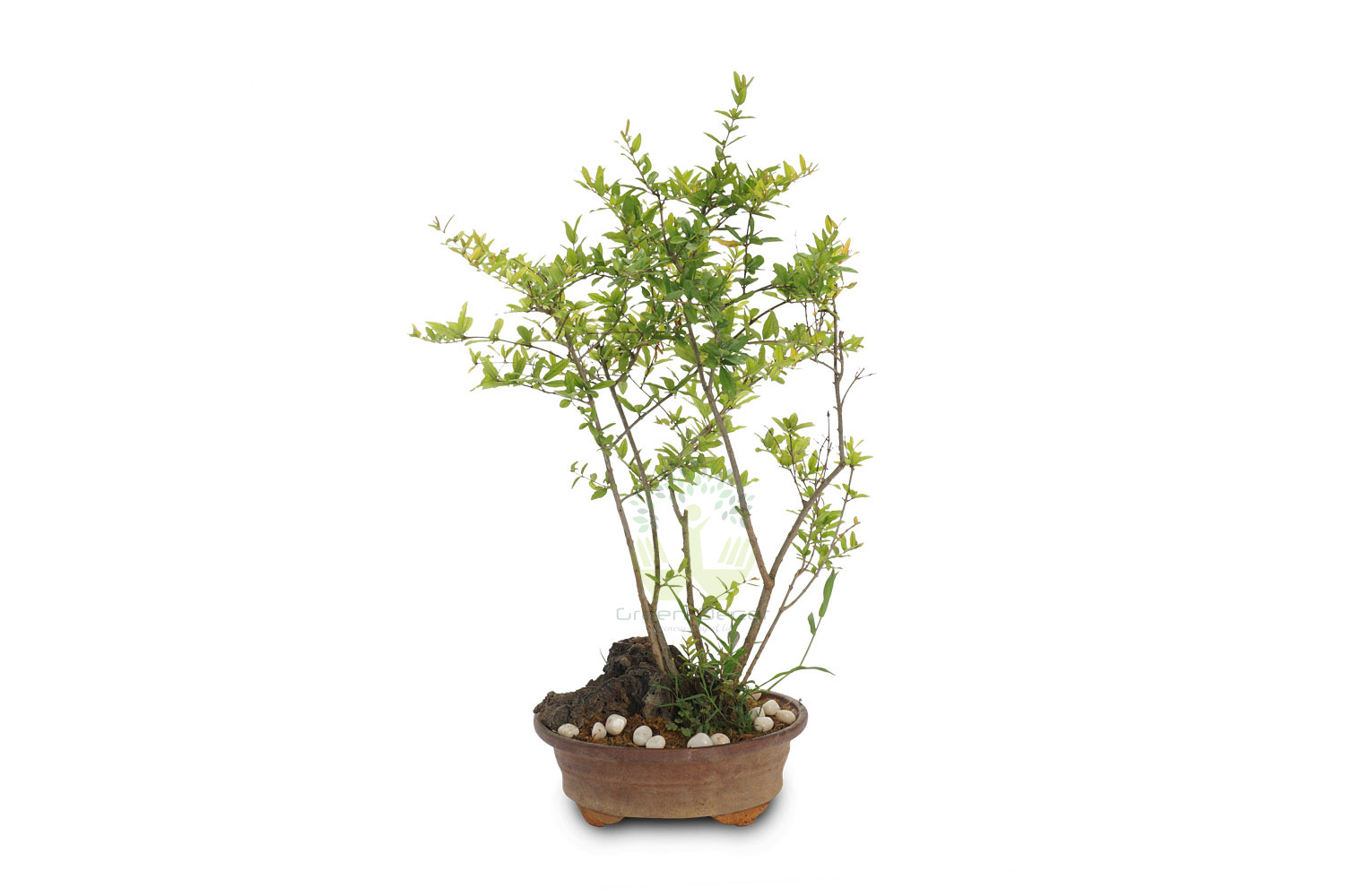 Buy Dwarf Pomegranate Plant Front View, White Pots and Seeds in Delhi NCR by the best online nursery shop Greendecor.