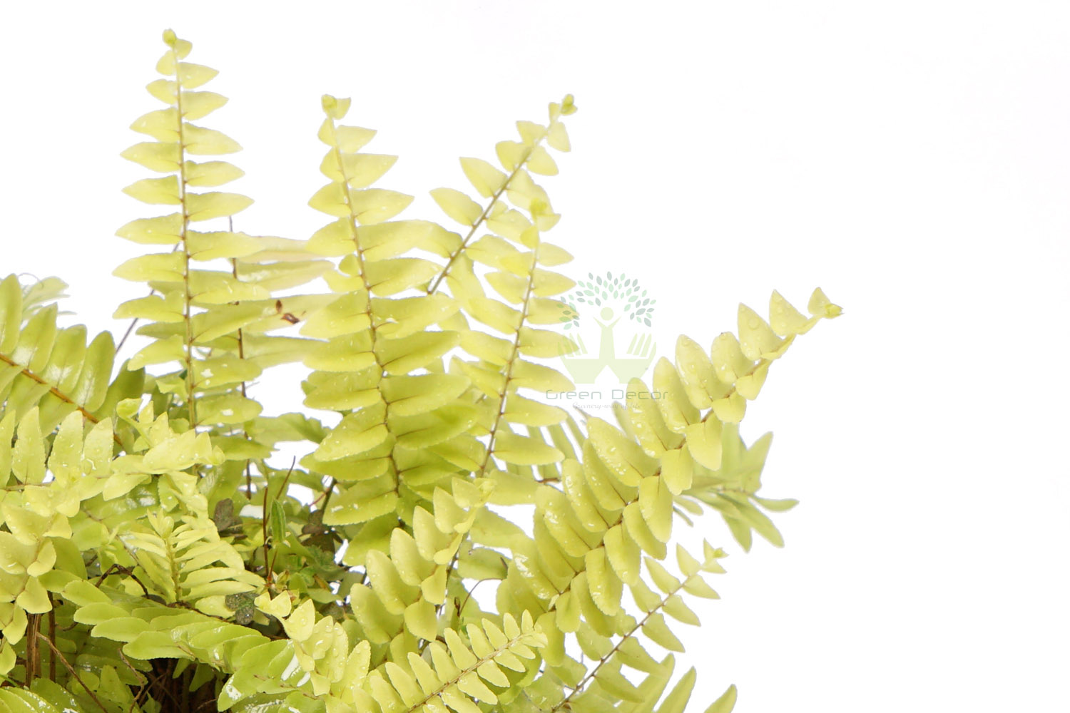 Buy Boston Fern Plants , White Pots and seeds in Delhi NCR by the best online nursery shop Greendecor.