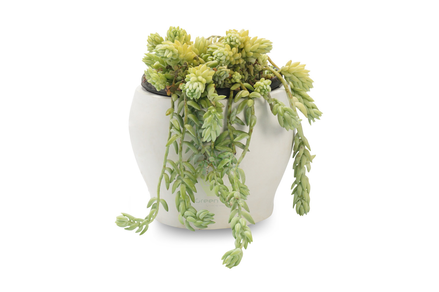 Buy Burrito Plants , White Pots and seeds in Delhi NCR by the best online nursery shop Greendecor.
