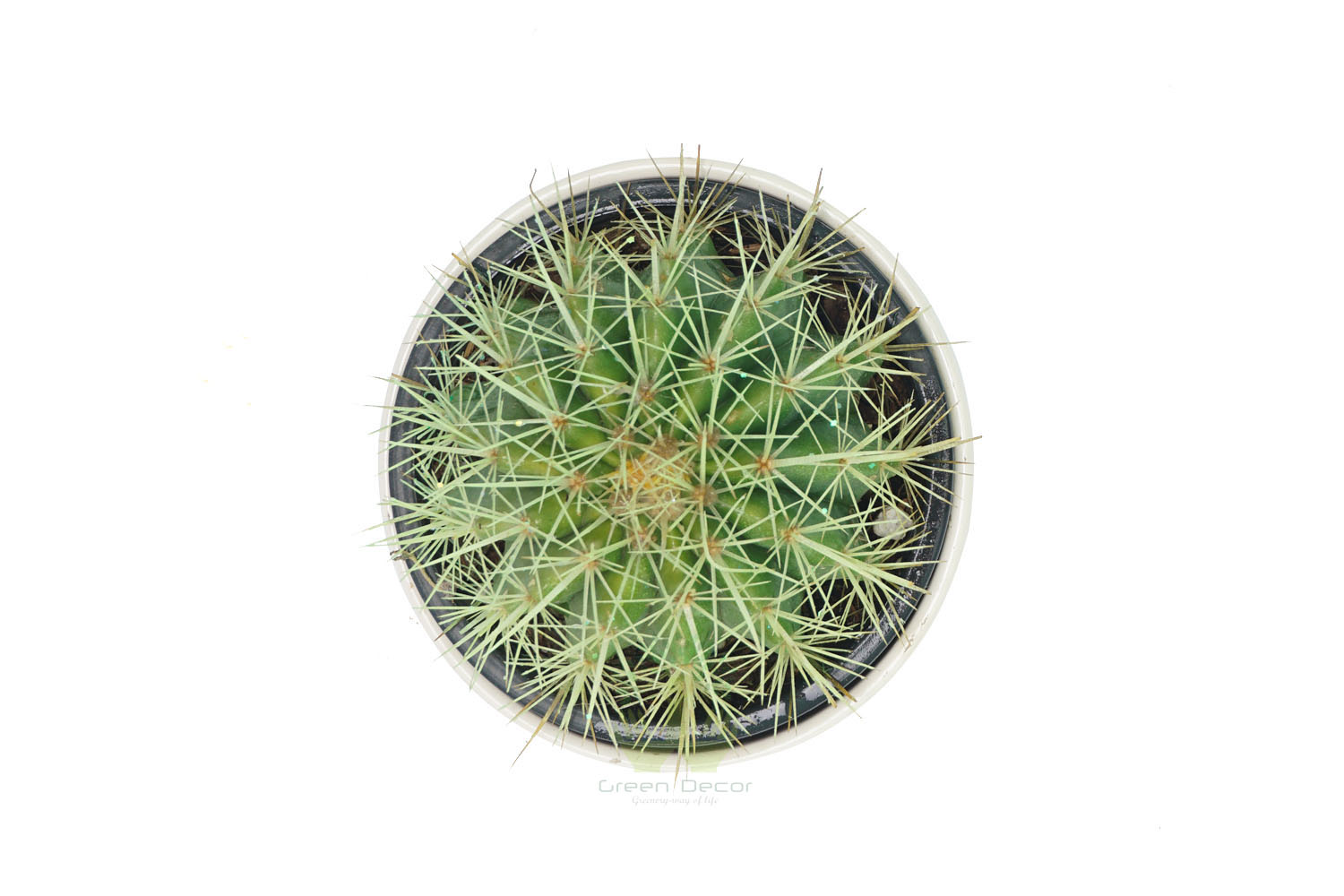 Buy Echinocactus Grusonii Plants , White Pots and seeds in Delhi NCR by the best online nursery shop Greendecor.